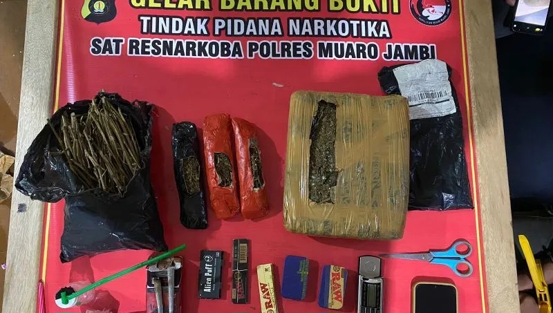 Polisi di Jambi Gagalkan Peredaran 1,4 Kg Ganja di Kawasan Transmigrasi Sungai Bahar