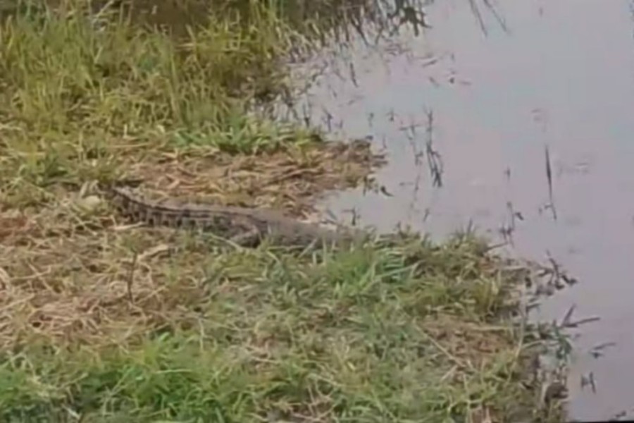 Buaya Berkeliaran di Parit Depan Kantor BPBD Rohil