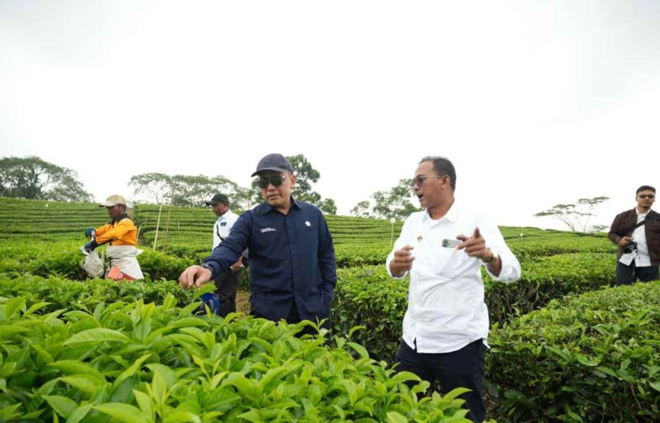 Strategi PalmCo PalmCo Kembalikan Kejayaan Teh Nasional