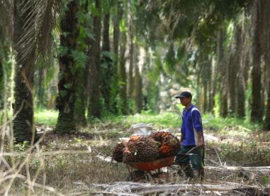 Pemerintah Tertibkan Lahan Sawit, LPEM UI Minta Waspadai Kampanye Hitam Eropa