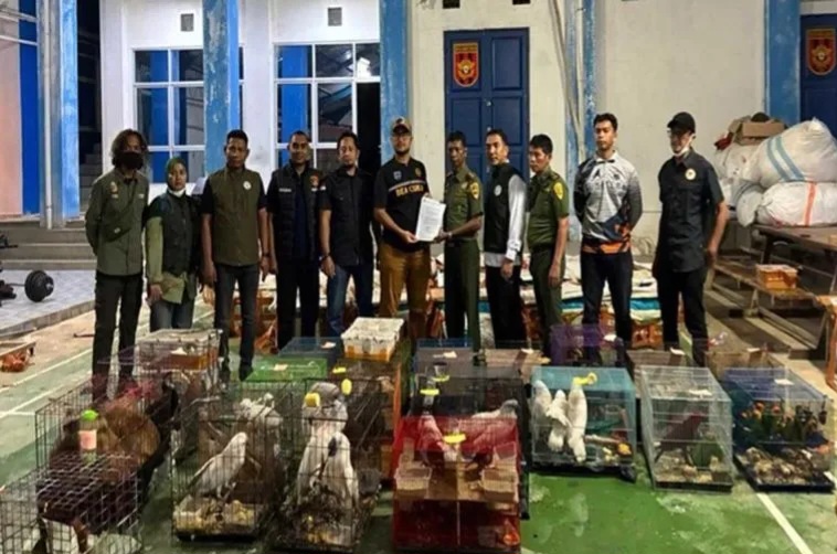 BKSDA: Satwa Liar Dari Penindakan Ekspor Ilegal Dalam Kondisi Sehat