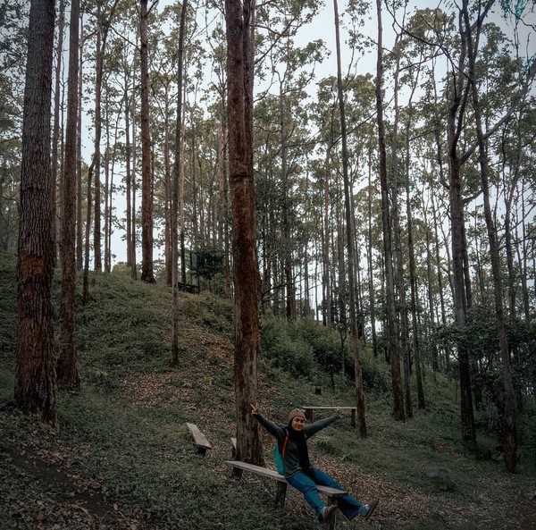 Pesona Pohon-pohon Ampupu Menjulang Tinggi di Hutan Kebesani Ende