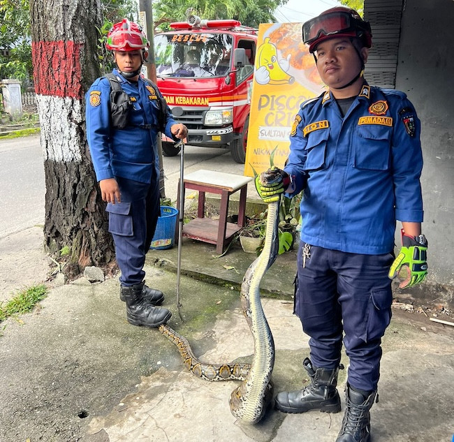 Resahkan Warga, Damkar Pekanbaru Evakuasi Ular 2 Meter di Permukiman Warga Sukajadi