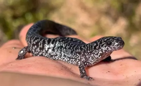 Dingin Ekstrem di Florida Ciptakan Fenomena Hujan Salamander Membeku