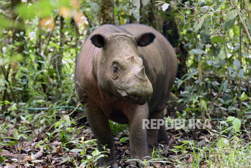 Peringati Hari Badak Sedunia, Kementerian Kehutanan Fokus Selamatkan Dua Spesies