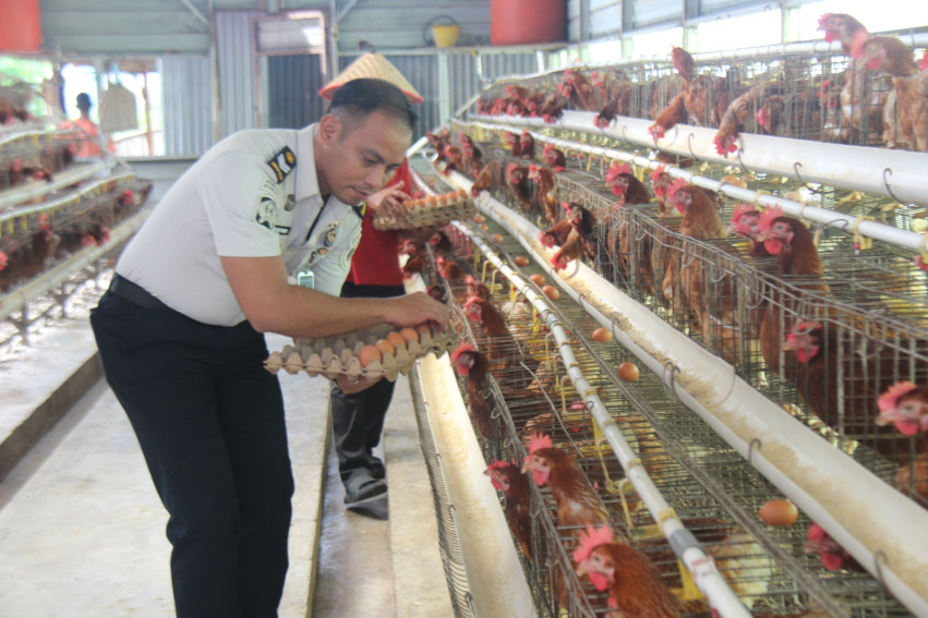 Dukung Ketahanan Pangan Nasional, Lapas Pekanbaru Panen 300 Butir Telur Ayam per Hari
