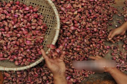 Kementan: Lebaran Telah Usai, Harga Bawang Merah Berangsur Normal