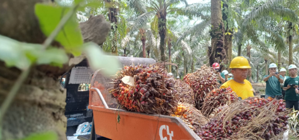 Kemenhut Musnahkan 98,8 Hektare Sawit Ilegal di TN Berbak Sembilang