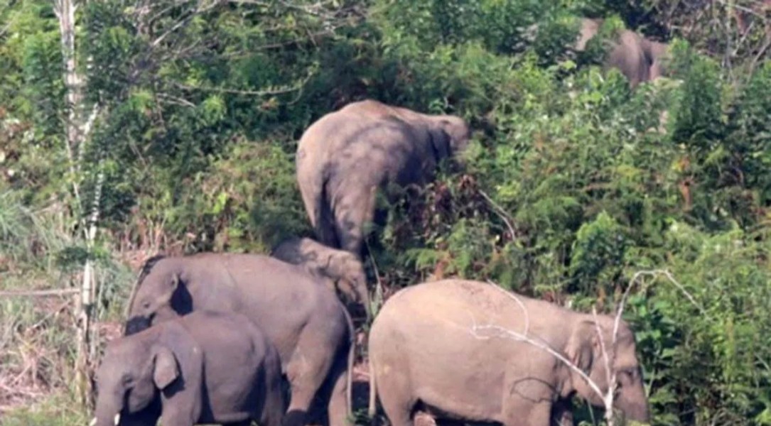 Tragis, Seorang Petani Meninggal Diserang Kawanan Gajah di Bener Meriah