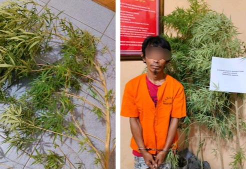Pria di Kampar Ditangkap Tanam Ganja untuk Konsumsi Harian