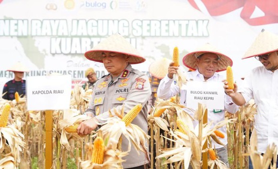 Kapolda Riau Pimpin Panen Raya Jagung 18 Ton, Dukung Ketahanan Pangan