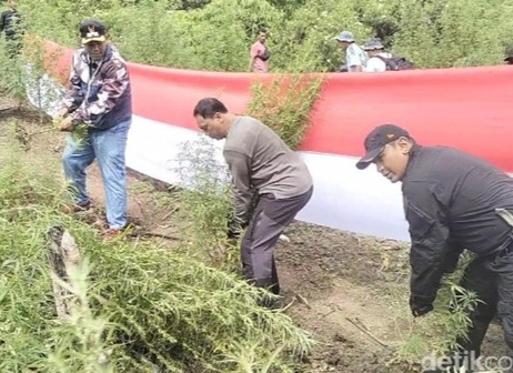 Bareskrim Musnahkan 25 Hektare Ladang Ganja di Nagan Raya Aceh