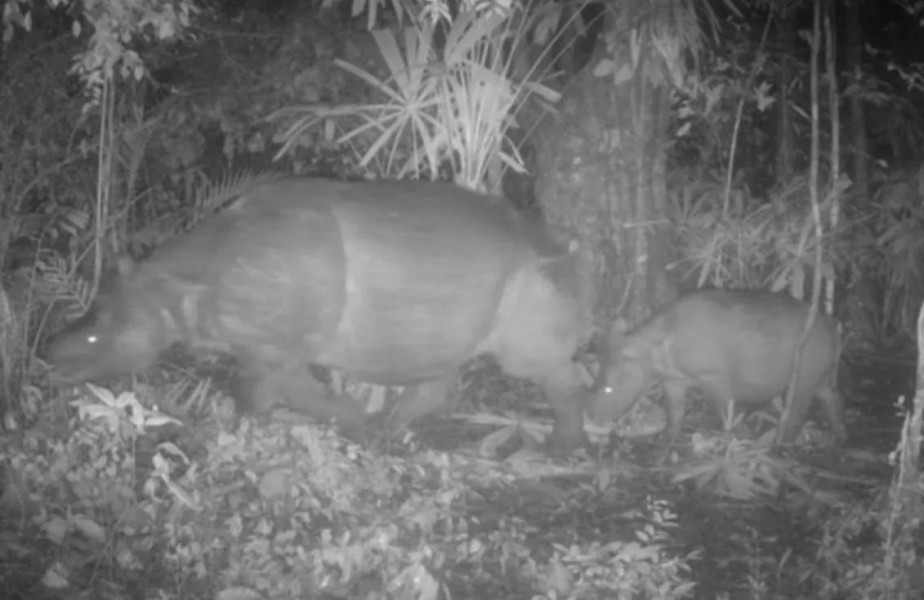 Kemenhut Melaporkan Penemuan Induk Dan Anak Badak Jawa di TN Ujung Kulon