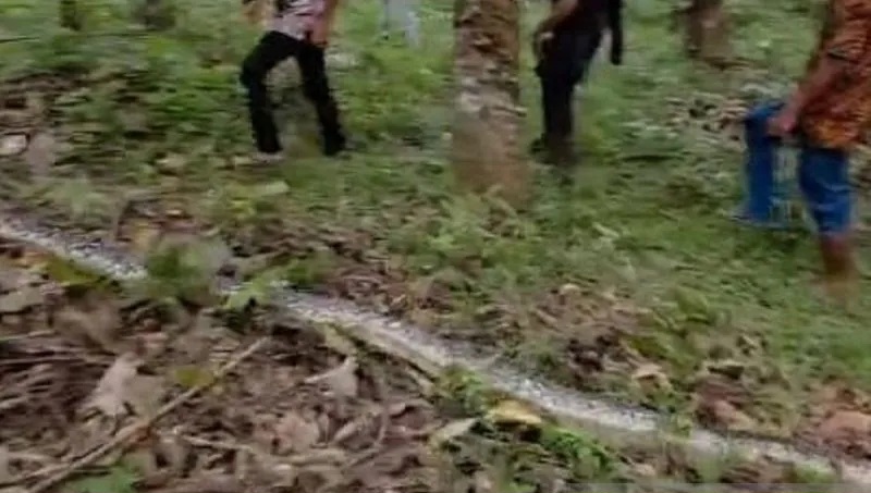 Seorang Warga di Kabupaten Batang Hari Tewas Dililit Ular Piton