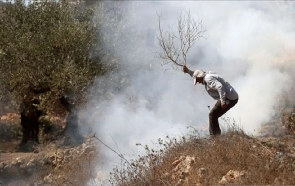 Palestina: 90% Aset Pertanian di Gaza Dihancurkan oleh Serangan Israel