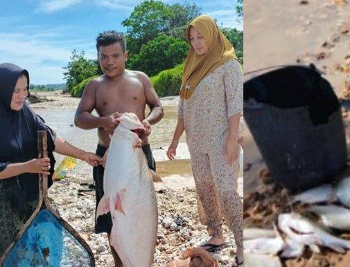 Ribuan Ikan Mengambang di Sungai Singingi Kuansing, Warga Khawatir Pencemaran Lingkungan