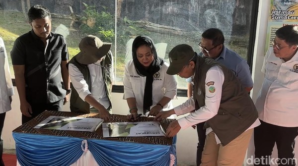 Anak Harimau Lahir di TMSBK Bukit Tinggi Diberi Nama Rizki dan Lestari