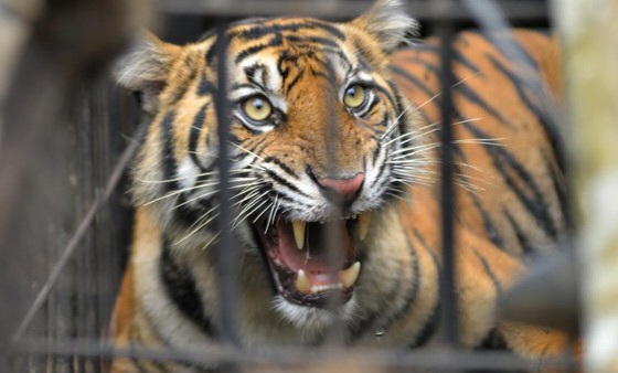 Harimau Terkam 8 Kambing di Inhil, Balai BKSDA Riau Turun Tangan