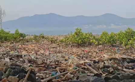 Teluk Palu Dikepung Sampah, Ekosistem Mangrove Terancam