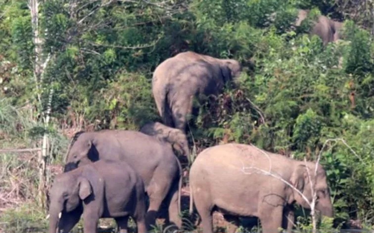 BKSDA Aceh Turunkan Tim Tangani Gajah Masuk Pemukiman Warga di Bener Meriah