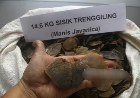WN Vietnam Selundupkan 796 Kg Sisik Trenggiling, Ditangkap di Merak