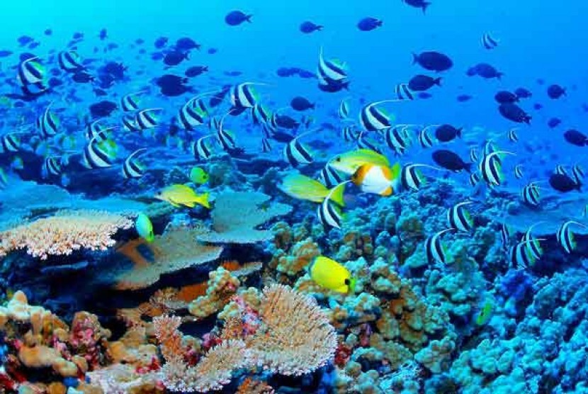 Great Barrier Reef Alami Kerusakan Terparah dalam Sejarah
