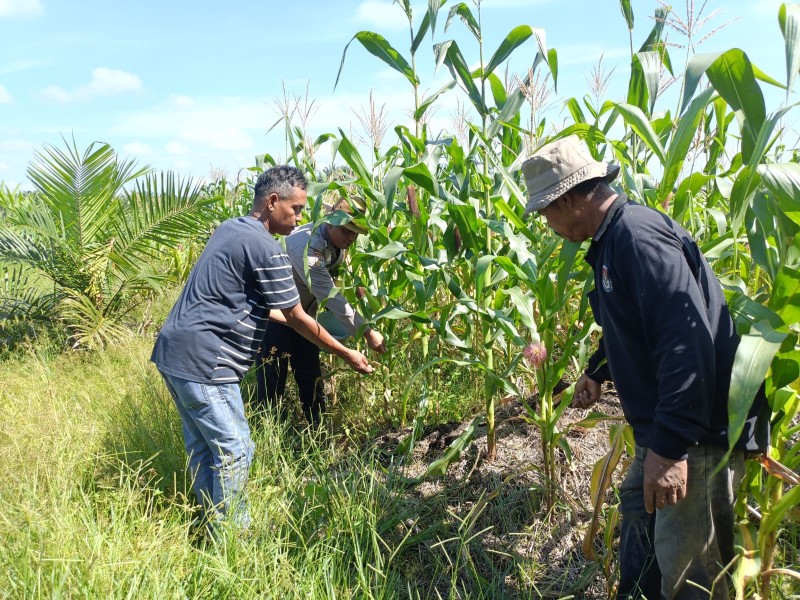 Polsek Kandis Intensifkan Pendampingan Petani, Dukung Ketahanan Pangan Nasional di Jambai Makmur