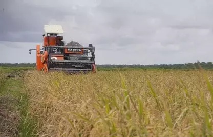 Stok Cadangan Beras Pemerintah Capai 4 Juta Ton, Indonesia Siap Perkuat Posisi di Pangan Global